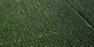 For Sale Palm Oil Plantation with Area of 50,000 Hectares in Riau, Sumatra