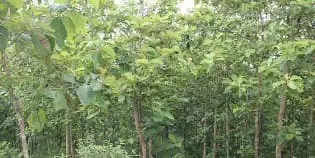 For Sale Teak Wood Plantation with Area of 330 Hectares in Purwakarta, West Java