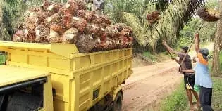 For Sale Palm Oil Mill with Area of 13 Hectares in Bengkulu, Sumatra