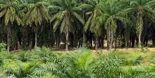 For Sale Palm Oil Plantation with Area of 1,500 Hectares in Jambi, Jambi