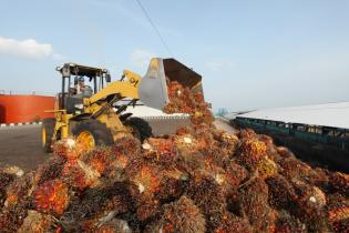 Sawit Sumbermas Kejar Target Produksi CPO Hingga Akhir Tahun 2020